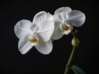 Elegant White Orchid in Dramatic Lighting Against Black Background &ndash; Minimalist Fine-Art Floral Portrait