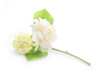 White jasmine on white isolated background.