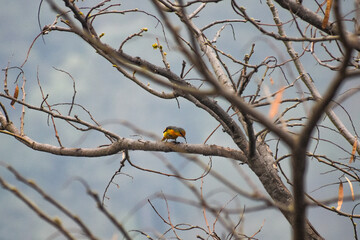 Vibrant orange and gray, Minivet bird perched on a bare tree branch with a soft, blurred background.
