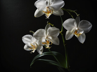 Elegant White Orchid in Dramatic Lighting Against Black Background &ndash; Minimalist Fine-Art Floral Portrait
