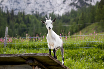 Fototapeta premium Mountain goat standing confidently on wooden platform in beautiful alpine meadow of Tyrol, Austria during sunny day
