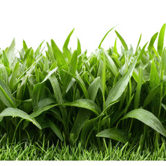 Obraz premium Fresh Green Grass With Dew Drops on Blades in Natural Environment