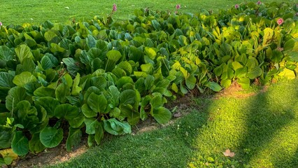 Lush, sunlit cabbage patch evokes lunar Saazavita festival, vibrant agro-ecology, fertile whispers...