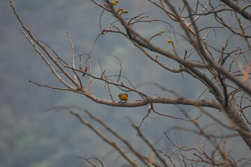 Vibrant orange and gray, Minivet bird perched on a bare tree branch with a soft, blurred background.
