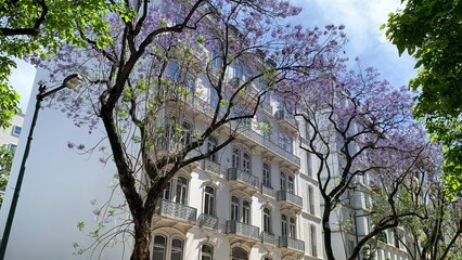 Jacaranda blossoms dance over a vintage facade, evoking Purple Day calmness and mysterious allure...