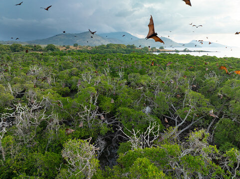Sunda fruit bats, Acerodon mackloti, fly over an extensive mangrove forest on an island near Flores where their colony roosts. These large bats are considered a vulnerable species by the IUCN.
