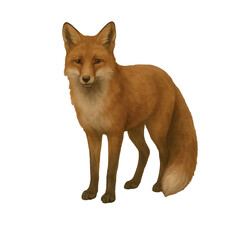 Vector freehand watercolor illustration of a Fox isolated on a white background. Hand drawn Foxy watercolour for design, foxiness logo, postcards, posters and digital projects