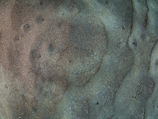 A small Peacock flounder, Bothus mancus, uses its chromatophores to match the exact color and...