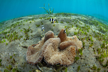 Saddleback anemonefish, Amphiprion polymnus, swim near the protective tentacles of their host anemone on a black sand seafloor near Flores, Indonesia. These anemonefish are quite aggressive.
