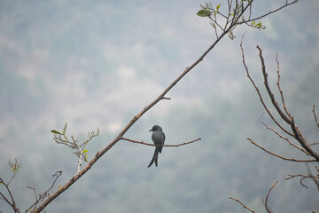 Ashy drongo perched on a bare tree branch against a soft, muted sky background.