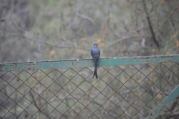 Black drongo with a forked tail perched on a green metal fence against a blurred background.