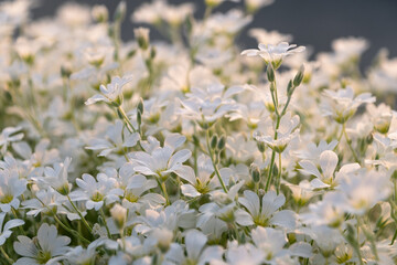 Serene white flowers in bloom under soft evening light. Cerastium tomentosum (snow-in-summer)