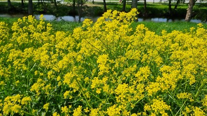 Obraz premium field of yellow flowers, Yellow rapeseed field on the summer day. Rapeseed field in the background. Macro of yellow flowers in nature on a background of trees. yellow a field with rapeseed in the park