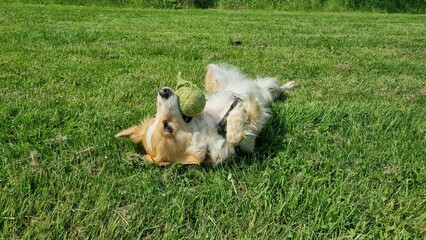 two dogs playing in grass, dog in the park, golden retriever dog in the grass, dog on grass, beautiful dog walking on the grass