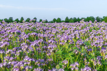 Obraz premium meadow of blooming purple phacelia flowers under clear sky. Phacelia tanacetifolia, lacy phacelia, tansy-leaf phacelia, blue tansy, purple tansy