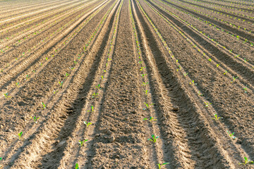 Young seedlings in neatly plowed rows on sunlit agricultural field