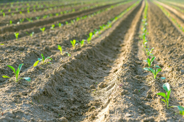 Young green sprouts in neatly tilled rows on a sunlit farm field