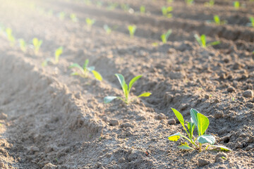 Young green plants emerging in sunlit soil rows