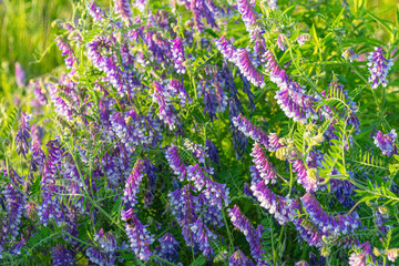 Lush wildflower meadow with vibrant purple vetch blossoms in sunlight.