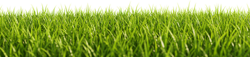 Fototapeta premium patch of grass with transparent background frame border