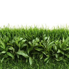 Fototapeta premium Fresh Green Grass and Vibrant Leaves Against a Black Background