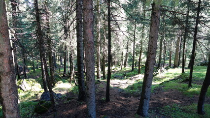 temperate coniferous forest