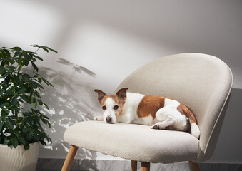 A Jack Russell Terrier stretches comfortably on a curved cream armchair surrounded by potted...