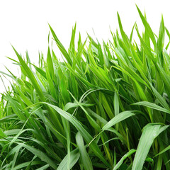 Obraz premium Lush Green Grass Close-Up with Dew Drops on Blade Edges