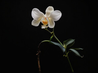 Obraz premium Elegant White Orchid in Dramatic Lighting Against Black Background – Minimalist Fine-Art Floral Portrait