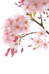 淡いピンクの思川桜のクローズアップ　白背景