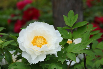 満開の白い牡丹のクローズアップ