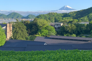 新緑の茶畑と富士山を望む日本の初夏の風景