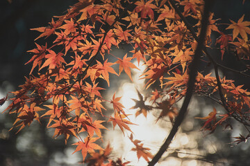 逆光に透ける紅葉と水面の光が織りなす秋の情景