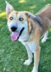 Husky Mix Dog with Blue Eyes Looks Up Smiling