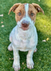 Brown and White Puppy Sitting Calmly on Grass