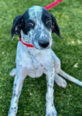 Coonhound Mix Dog Sitting with Red Leash