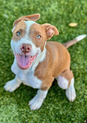Playful Pitbull Puppy with White Stripe Smiling
