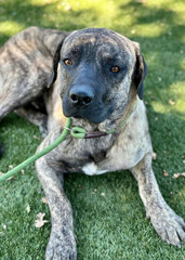 Brindle Mastiff Mix Dog Lying Down on Grass