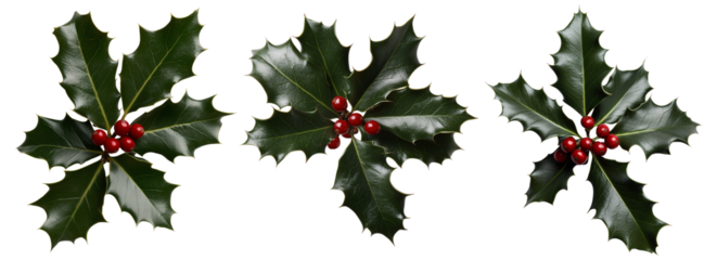 set of common holly, christmas green and red tree branches isolated on a transparent background