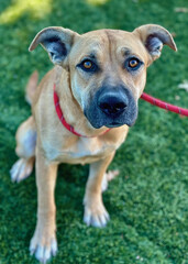 Tan Shepherd Mix Puppy with Red Leash Sitting