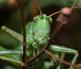 head of a big green grasshopper sitting on a plant stem