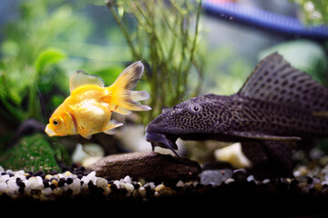 Goldfish, Aquarium Plants, Freshwater-Tropical Fish