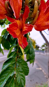 Close up slow motion of a vibrant african tulip tree flower gently swaying in the breeze, showcasing its intricate details and vivid colors