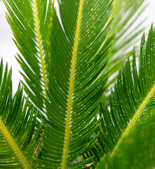 Fungal infection damaging cycas revoluta leaves, showing small orange spots