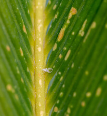 White mealybug crawling on cycad leaf showing fungal infection symptoms