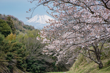 桜咲く小道の向こうにそびえる春の富士山