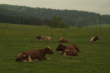 cows in the field