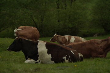 cows in a field