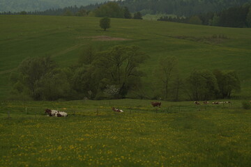 cows in a field