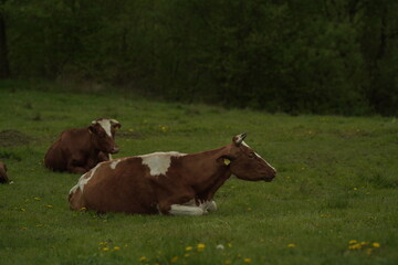 cows in the field